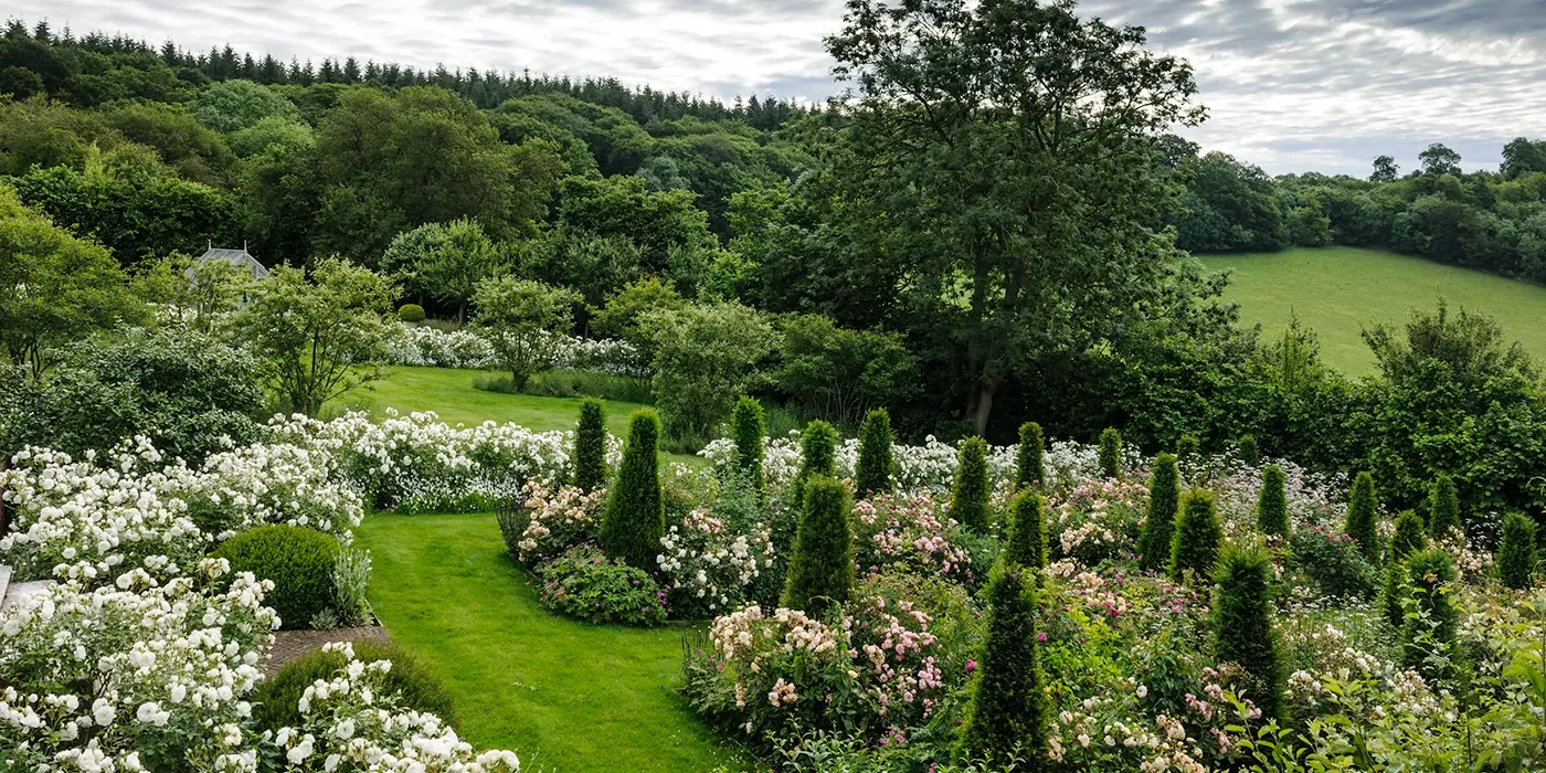 Elevated view of formal garden beds with clipped evergreens and blooming white and pink roses by Jinny Blom.