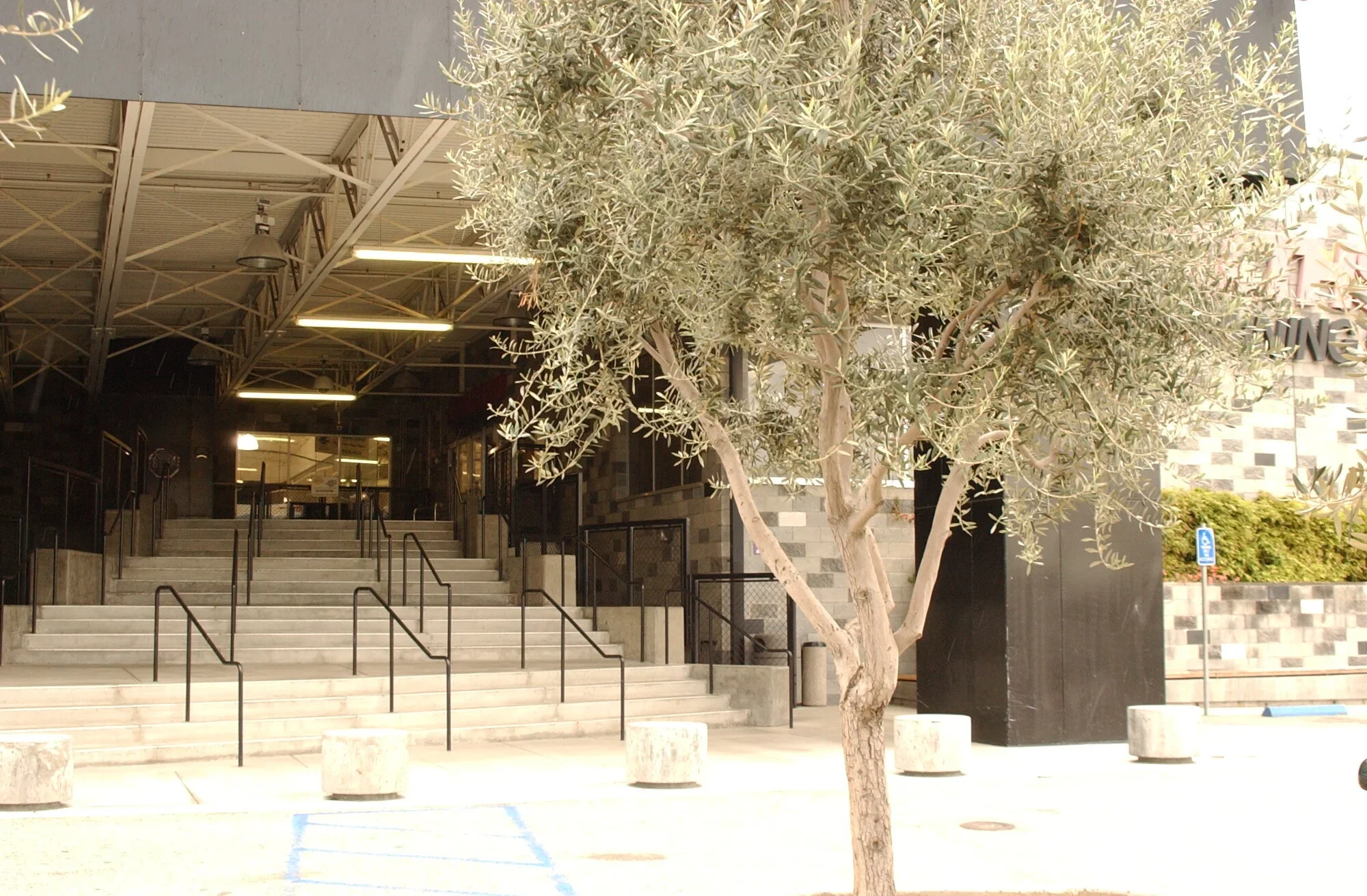Exterior approach showing a broad concrete stair leading up to an industrial entry canopy with exposed trusses, accompanied by an olive tree in the foreground.