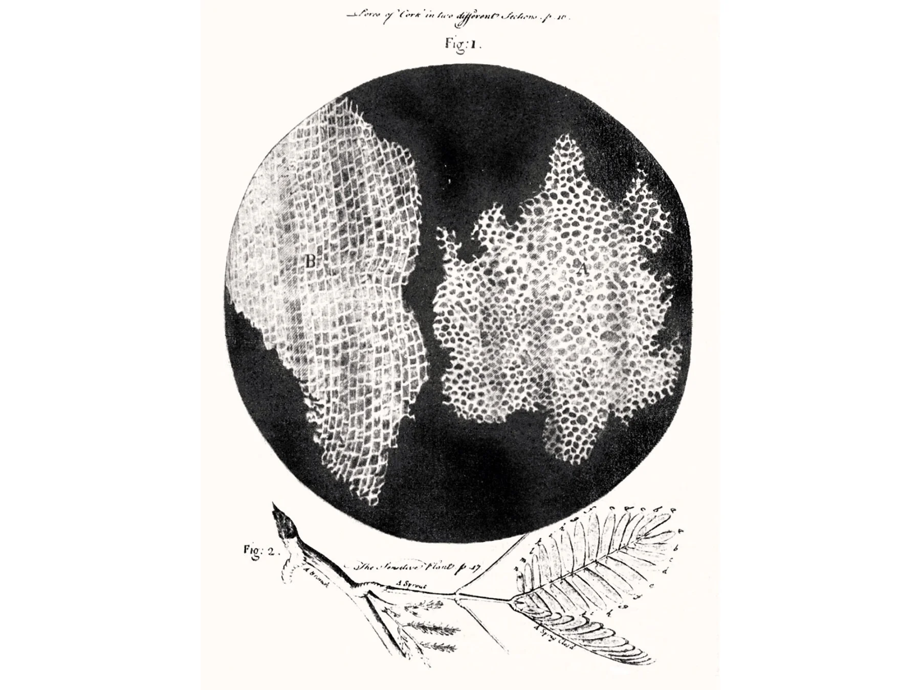 Historical microscopic engraving of cork cell structures and a sensitive plant branch by Robert Hooke.