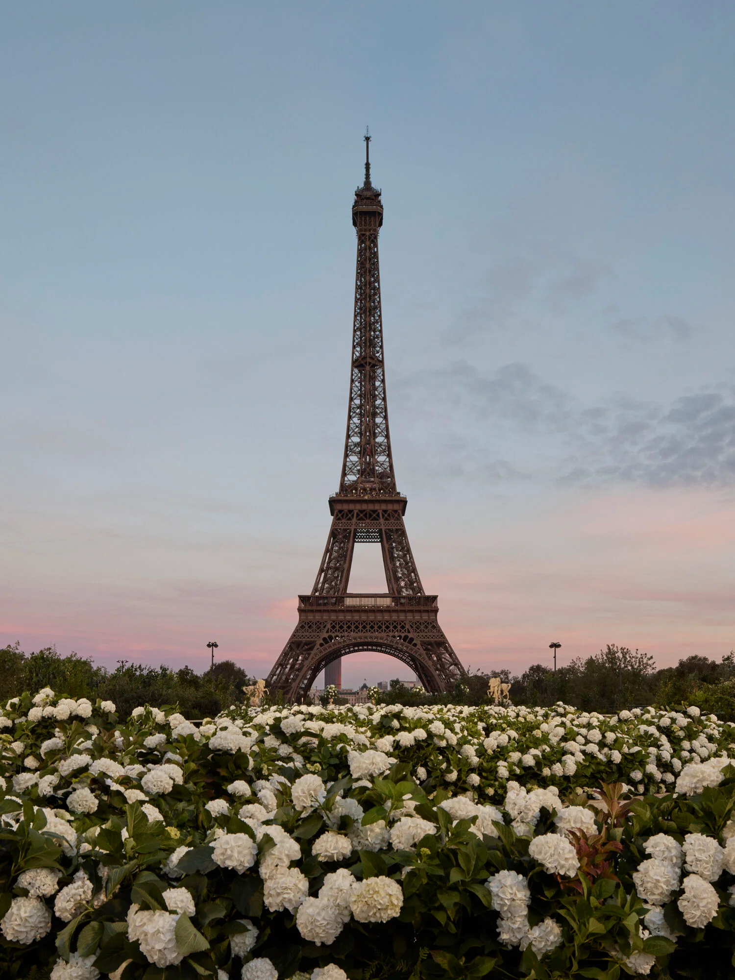 The Eiffel Tower framed by a dense field of white hydrangea blossoms at sunset by Casper Mueller Kneer.