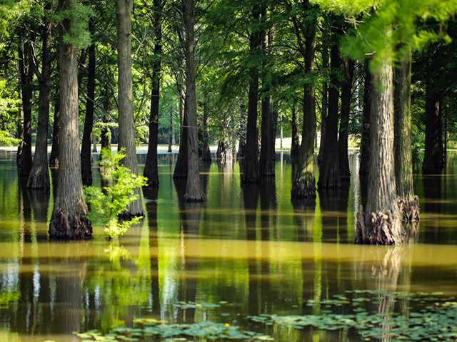 Flooded forest landscape with tall slender tree trunks emerging from calm shallow water.